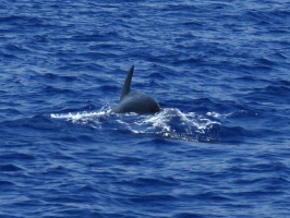 45 Pilot Whale IMG 2236.JPG
